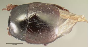Media type: image;   Entomology 6922 Aspect: habitus dorsal view